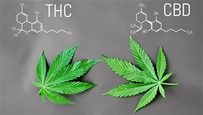 Cad é an Difríocht idir THC agus CBD