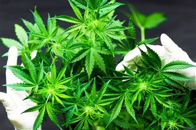 Conas a théann úsáid cannabais i bhfeidhm ar shláinte na hinchinne? Moltar a ...