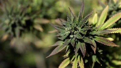 Cad é an Córas Endocannabinoid? (ECS)
