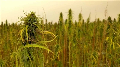 Nuacht faoi CBD: Cuideachtaí Canabais Cheanada Ar Ais Ar Ais Ó Mhargadh CBD C...